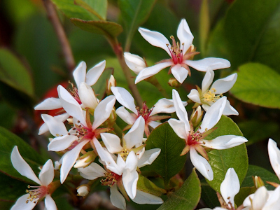 [The image is full of white flowers each with long thin petals and long upright red or yellow stamen.]